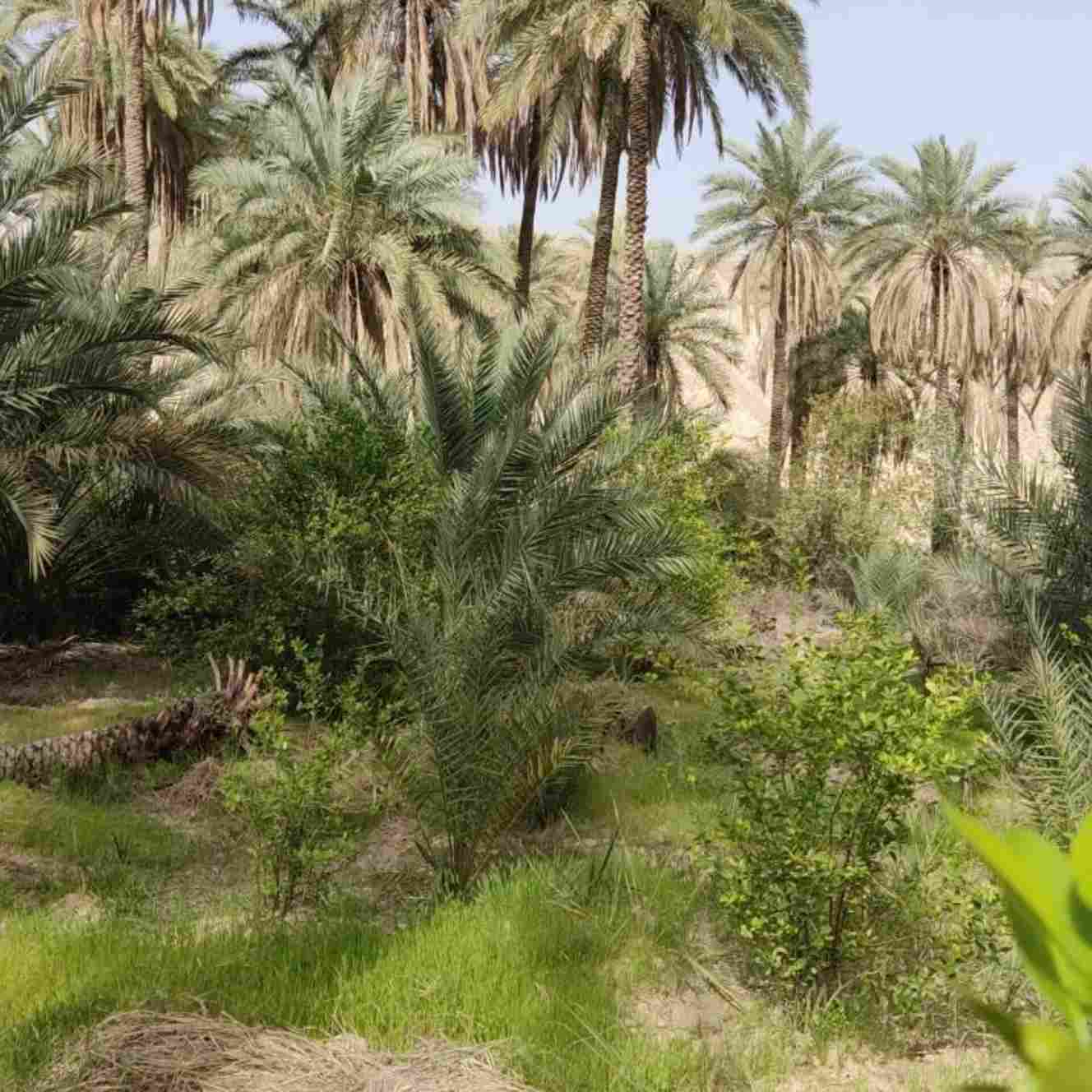 آهنگ جدید  نه دیگه نمیاد کاش از اول این همه خاطره نمیساخت